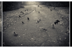 Triptych - Attack of the Killer Squirrels